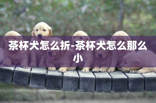 茶杯犬怎么折-茶杯犬怎么那么小