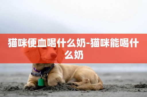 貓咪便血喝什么奶-貓咪能喝什么奶