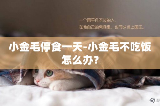 小金毛停食一天-小金毛不吃飯怎么辦？