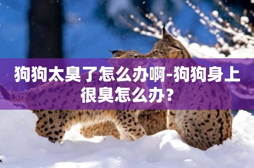 狗狗太臭了怎么辦啊-狗狗身上很臭怎么辦？