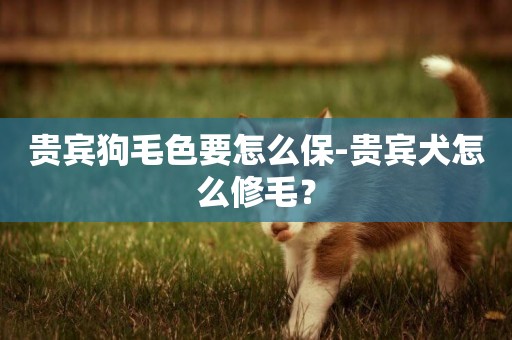 貴賓狗毛色要怎么保-貴賓犬怎么修毛？