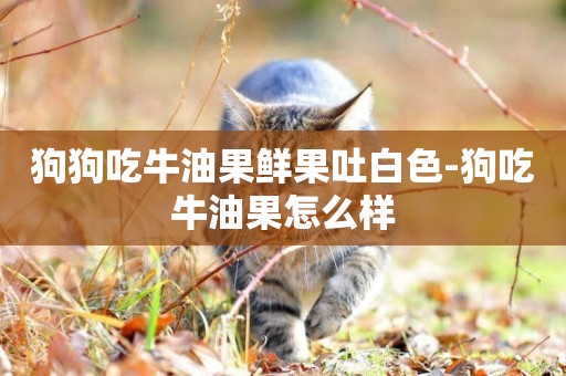 狗狗吃牛油果鮮果吐白色-狗吃牛油果怎么樣