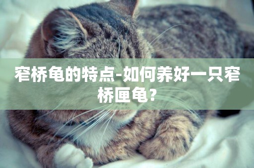 窄橋龜的特點-如何養好一只窄橋匣龜？