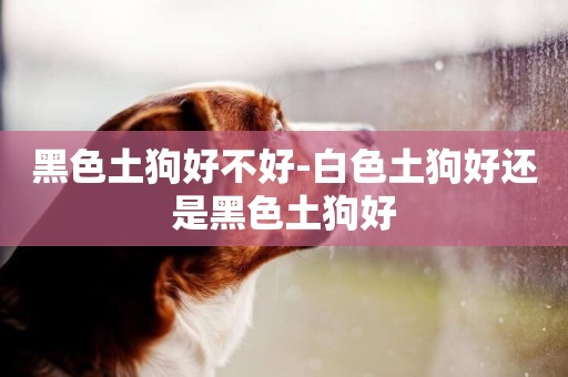 黑色土狗好不好-白色土狗好還是黑色土狗好