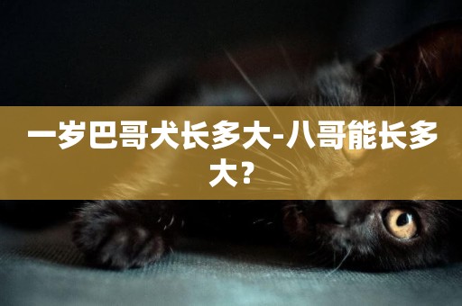 一歲巴哥犬長多大-八哥能長多大？