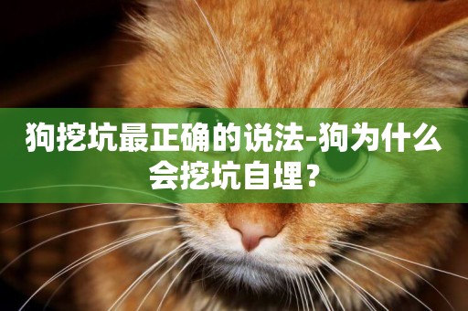狗挖坑最正確的說法-狗為什么會挖坑自埋？