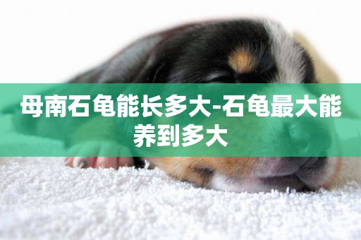 母南石龜能長多大-石龜最大能養到多大