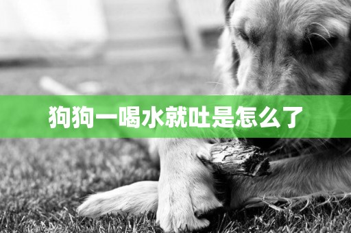 狗狗一喝水就吐是怎么了