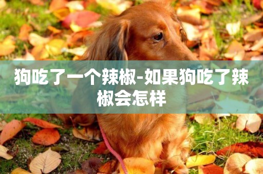 狗吃了一個辣椒-如果狗吃了辣椒會怎樣