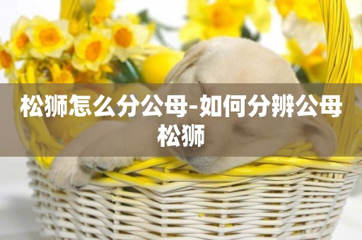 松獅怎么分公母-如何分辨公母松獅