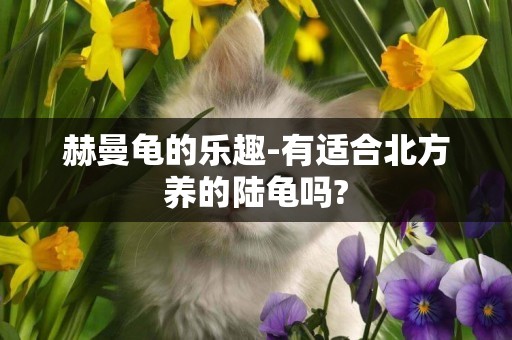 赫曼龜的樂趣-有適合北方養的陸龜嗎?