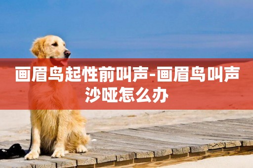 畫眉鳥起性前叫聲-畫眉鳥叫聲沙啞怎么辦