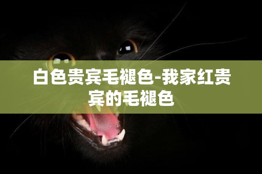 白色貴賓毛褪色-我家紅貴賓的毛褪色