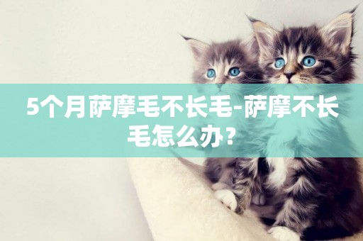 5個月薩摩毛不長毛-薩摩不長毛怎么辦？