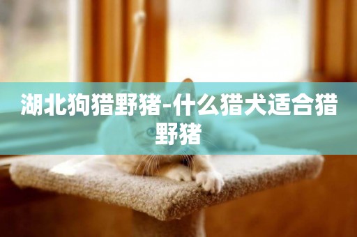 湖北狗獵野豬-什么獵犬適合獵野豬
