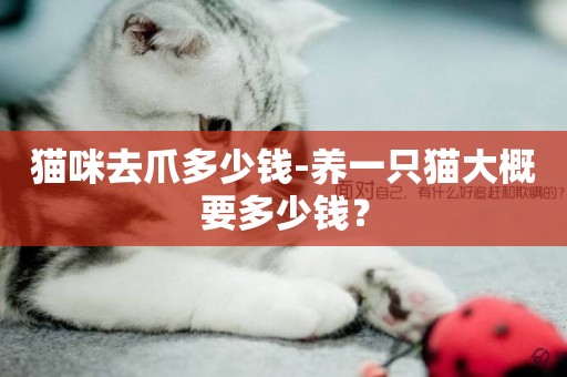 貓咪去爪多少錢-養一只貓大概要多少錢？