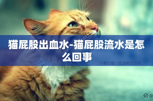 貓屁股出血水-貓屁股流水是怎么回事