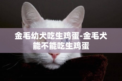 金毛幼犬吃生雞蛋-金毛犬能不能吃生雞蛋