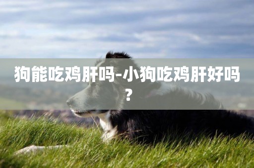 狗能吃雞肝嗎-小狗吃雞肝好嗎？