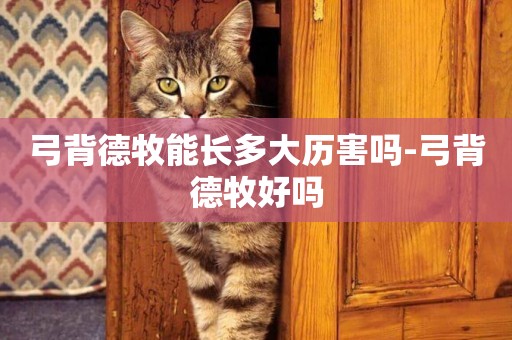 弓背德牧能長多大歷害嗎-弓背德牧好嗎