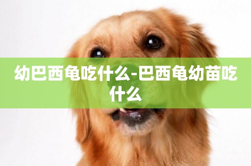幼巴西龜吃什么-巴西龜幼苗吃什么