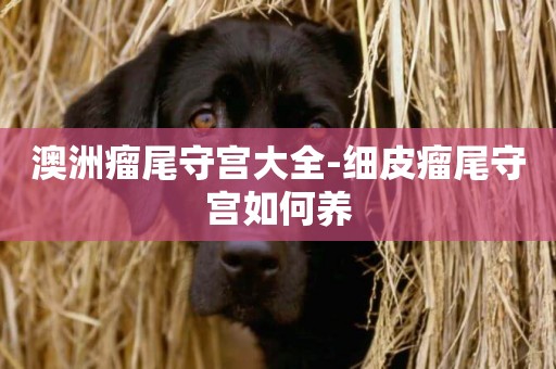 澳洲瘤尾守宮大全-細皮瘤尾守宮如何養