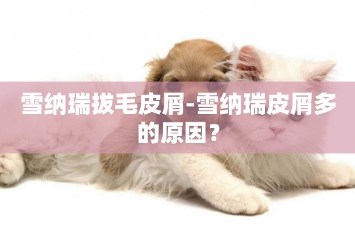 雪納瑞拔毛皮屑-雪納瑞皮屑多的原因？