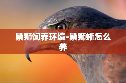 鬃獅飼養環境-鬃獅蜥怎么養