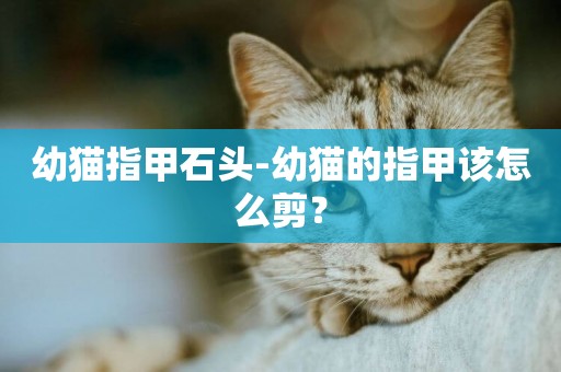 幼貓指甲石頭-幼貓的指甲該怎么剪？