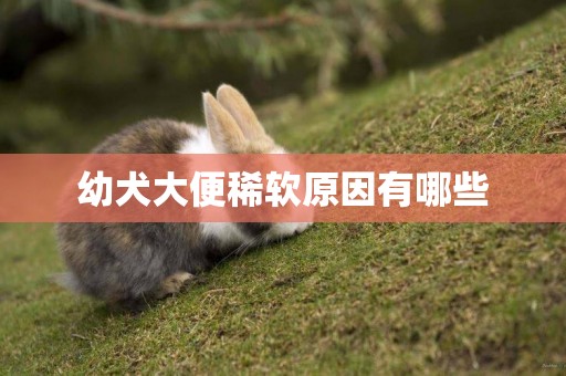 幼犬大便稀軟原因有哪些