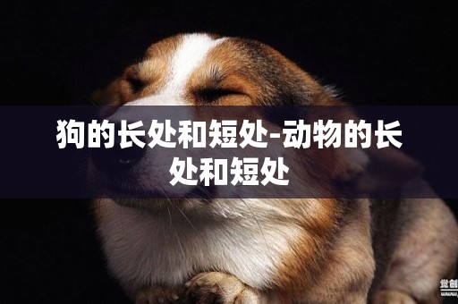 狗的長處和短處-動物的長處和短處