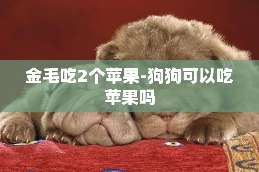 金毛吃2個蘋果-狗狗可以吃蘋果嗎