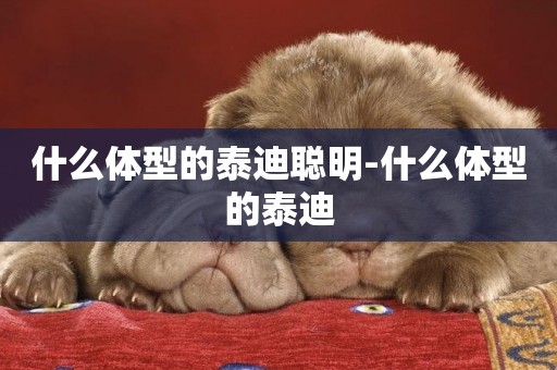 什么體型的泰迪聰明-什么體型的泰迪