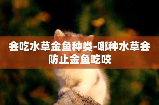 會吃水草金魚種類-哪種水草會防止金魚吃咬