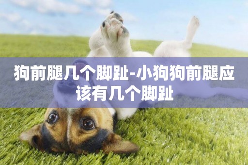 狗前腿幾個腳趾-小狗狗前腿應該有幾個腳趾