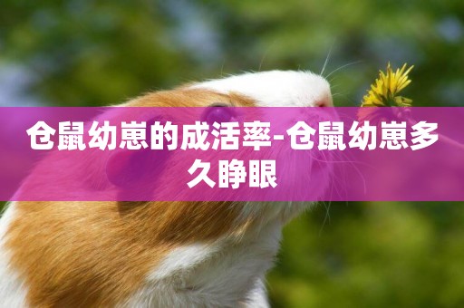 倉鼠幼崽的成活率-倉鼠幼崽多久睜眼
