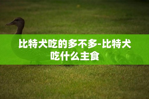 比特犬吃的多不多-比特犬吃什么主食