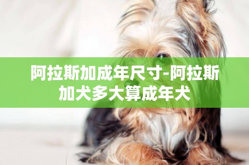 阿拉斯加成年尺寸-阿拉斯加犬多大算成年犬