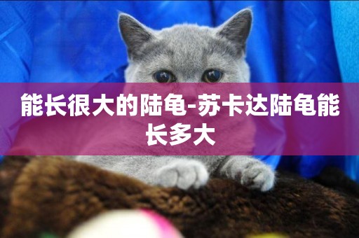 能長很大的陸龜-蘇卡達陸龜能長多大