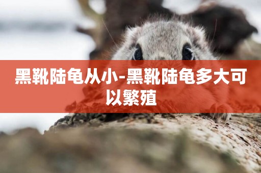 黑靴陸龜從小-黑靴陸龜多大可以繁殖