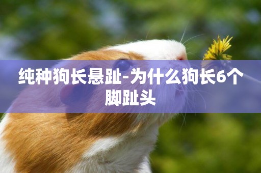 純種狗長懸趾-為什么狗長6個腳趾頭