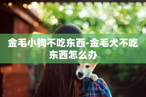 金毛小狗不吃東西-金毛犬不吃東西怎么辦