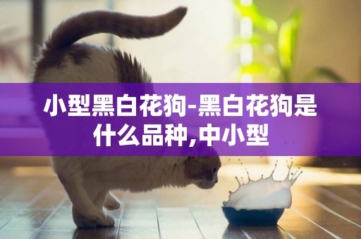 小型黑白花狗-黑白花狗是什么品種,中小型