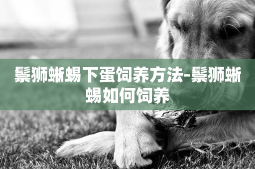 鬃獅蜥蜴下蛋飼養方法-鬃獅蜥蜴如何飼養