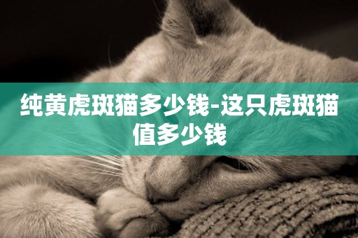 純黃虎斑貓多少錢-這只虎斑貓值多少錢
