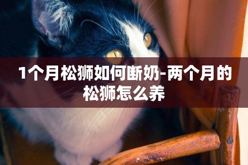 1個月松獅如何斷奶-兩個月的松獅怎么養