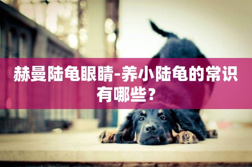 赫曼陸龜眼睛-養小陸龜的常識有哪些？