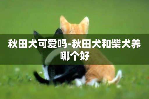 秋田犬可愛嗎-秋田犬和柴犬養哪個好