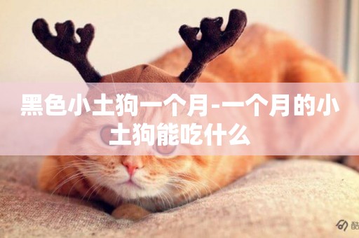 黑色小土狗一個月-一個月的小土狗能吃什么