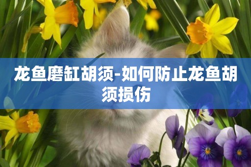 龍魚磨缸胡須-如何防止龍魚胡須損傷